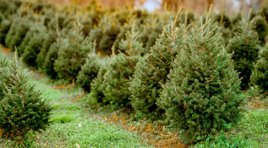 Comment choisir son sapin de Noël : Épicéa, Nordmann ou Nobilis ?