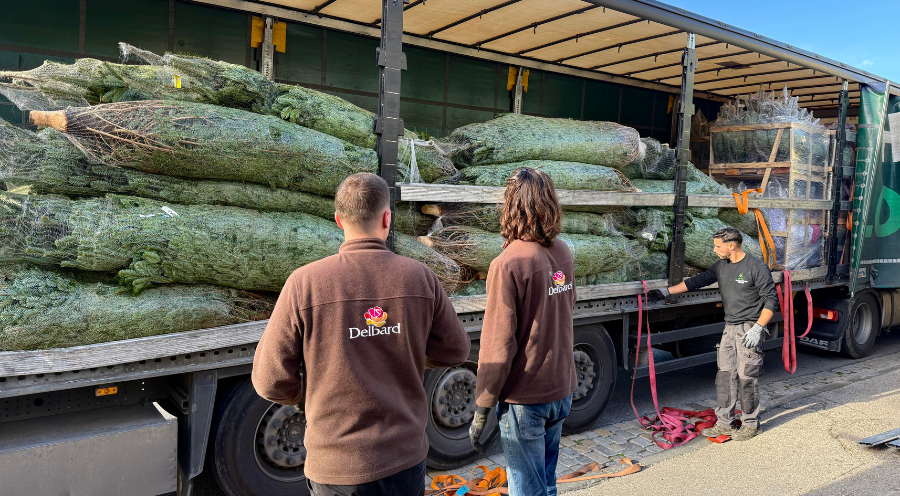 Les sapins de Noël sont arrivés à la Jardinerie Delnard Ricard !